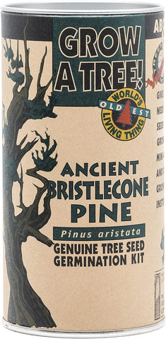 Ancient Bristlecone Pine | Tree Seed Grow Kit