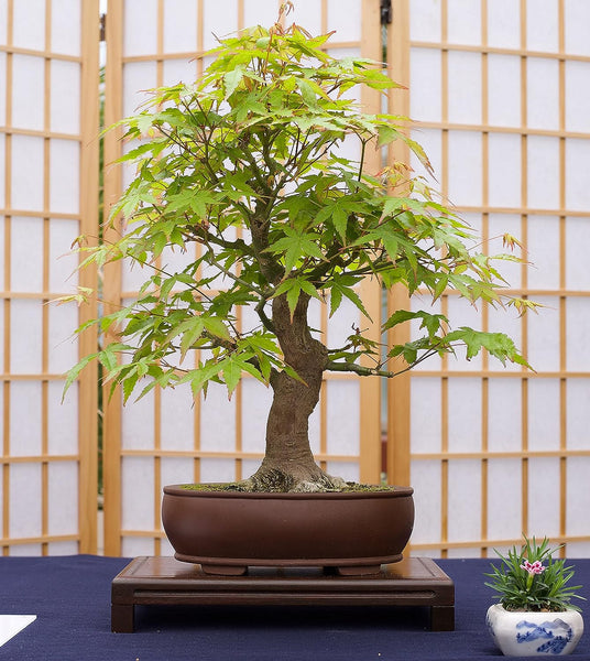 Japanese Maple  | Tree Seed Grow Kit |