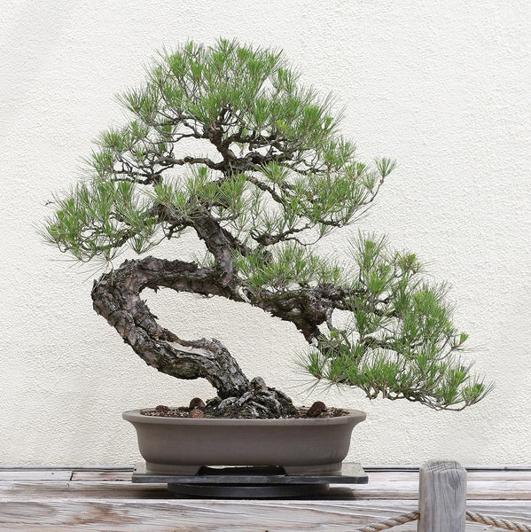Japanese Black Pine| Tree Seed Grow Kit