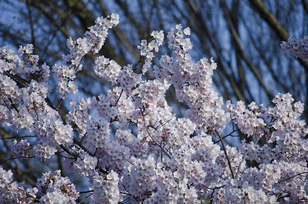planting cherry blossom tree seeds Japanese Cherry Blossom | Tree Seed Grow Kit