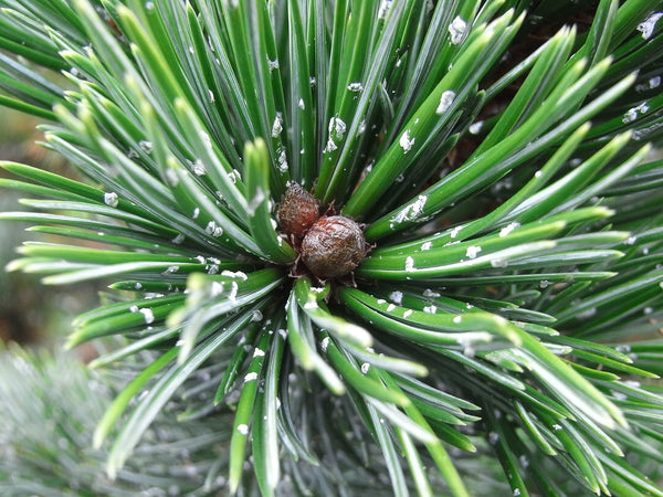 Ancient Bristlecone Pine | Tree Seed Grow Kit