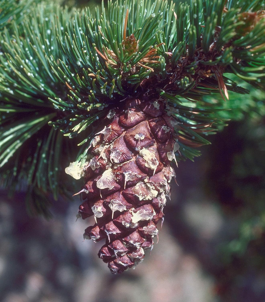 pine seeds for planting Ancient Bristlecone Pine