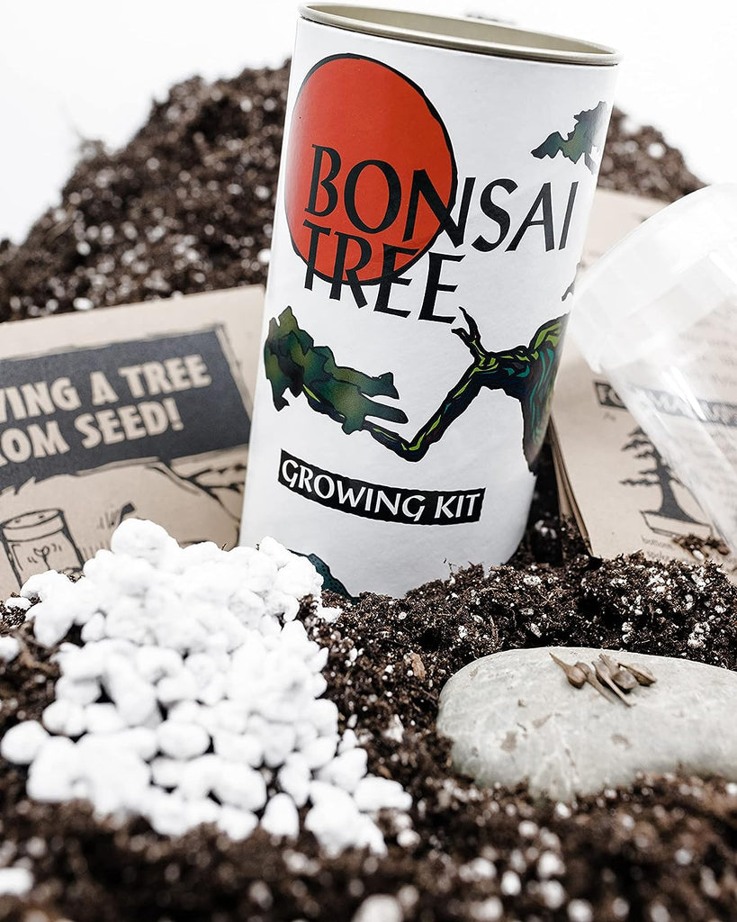 japanese black pine bonsai tree kit Japanese Black Pine| Tree Seed Grow Kit – Hakone Online Gift Shop