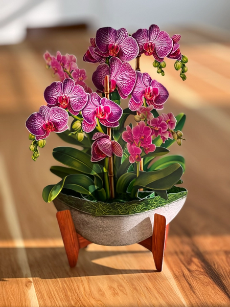 Orchid Oasis