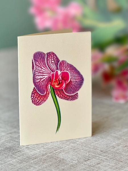 Orchid Oasis